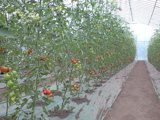 トマト畑